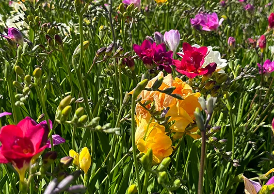 field source of flowers freesias